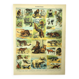 Gravure ancienne 1897 - Mammifères, animaux, zoologie