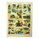 Antique engraving 1897 - Mammals 2, animals, zoology