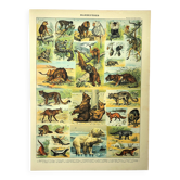 Antique engraving 1897 - Mammals 2, animals, zoology