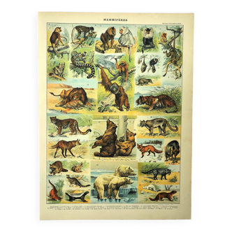 Antique engraving 1897 - Mammals 2, animals, zoology