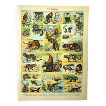 Gravure ancienne 1897 - Mammifères, animaux, zoologie