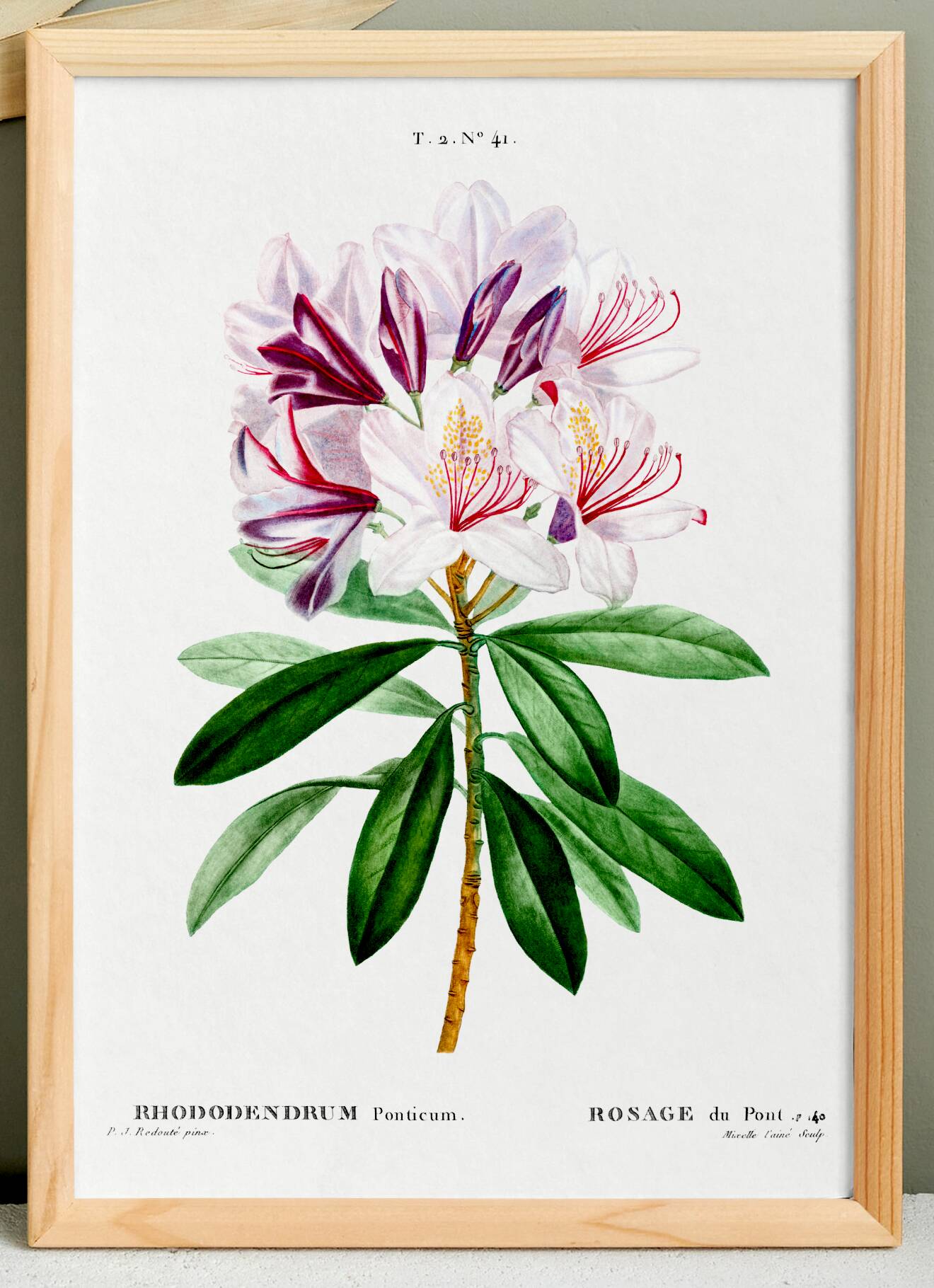 Botanical poster about the rhododendron, based on an old engraving from 1802