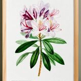 Botanical poster about the rhododendron, based on an old engraving from 1802