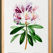 Botanical poster about the rhododendron, based on an old engraving from 1802