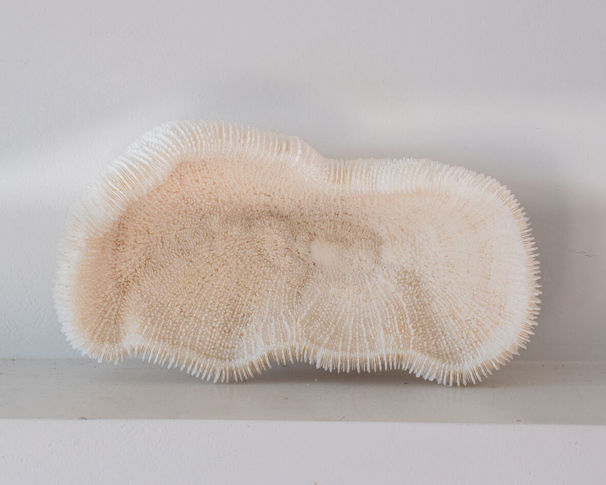 Corail blanc ancien 23 cm