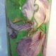 Vase "Spring" Art Nouveau enamelled glass Legras with purple iris and gold lace