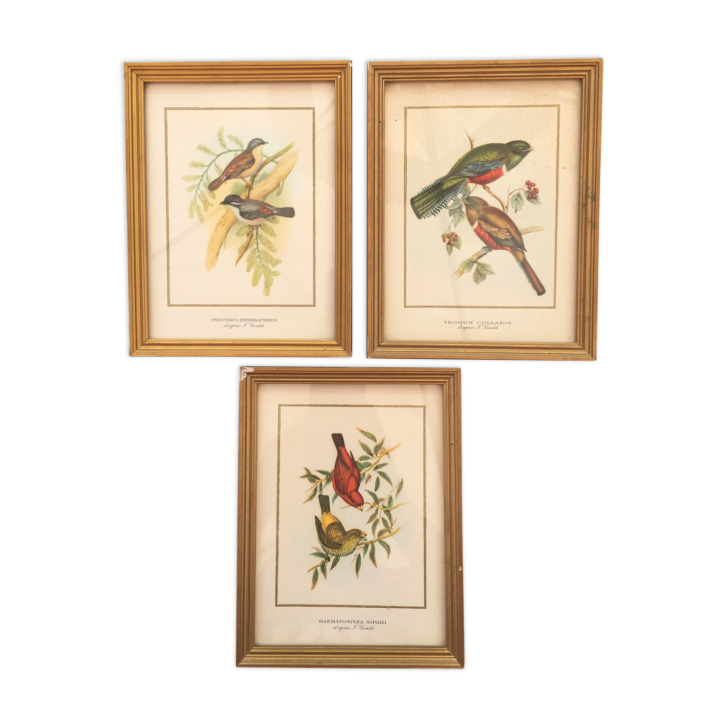 Trio of ornithological boards