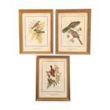 Trio of ornithological boards