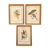 Trio de planches ornithologiques