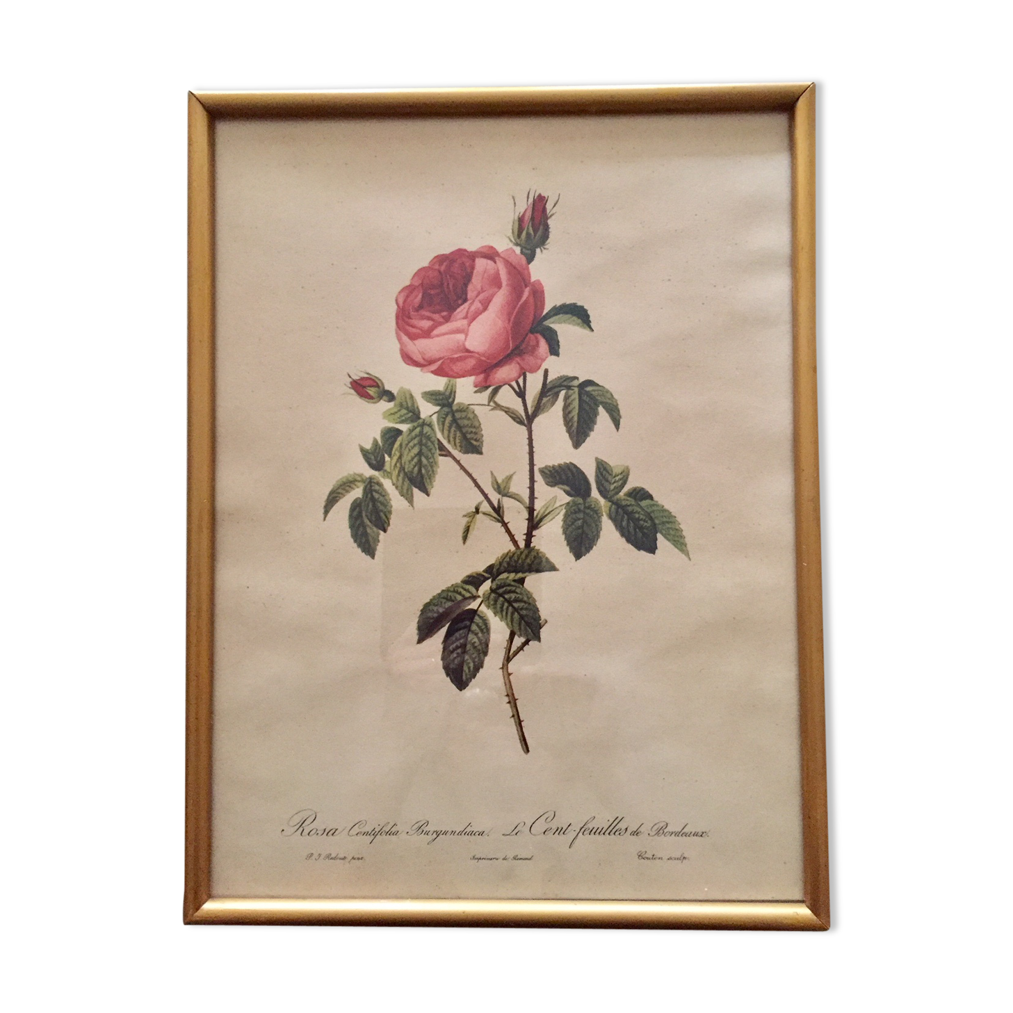 Botanical framed art