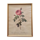 Botanical framed art