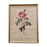 Affiche botanique encadrée