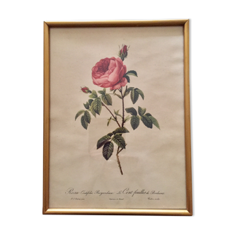 Botanical framed art