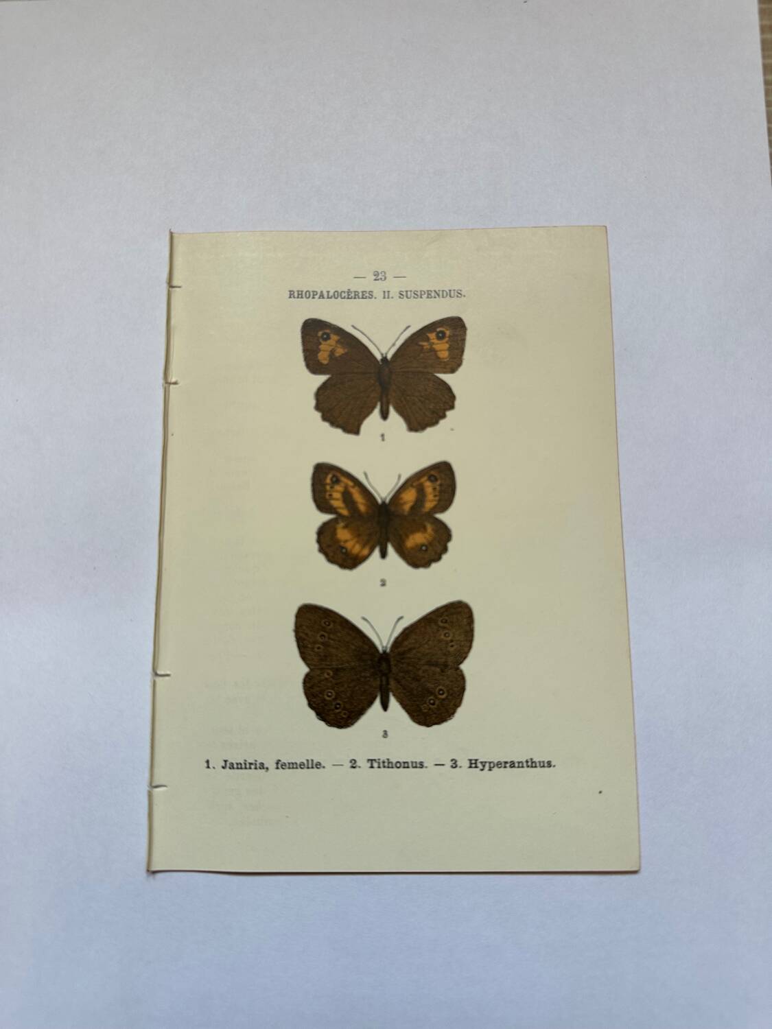 Botanical engraving butterflies double-sided naturalist plate Etching