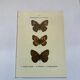 Botanical engraving butterflies double-sided naturalist plate Etching