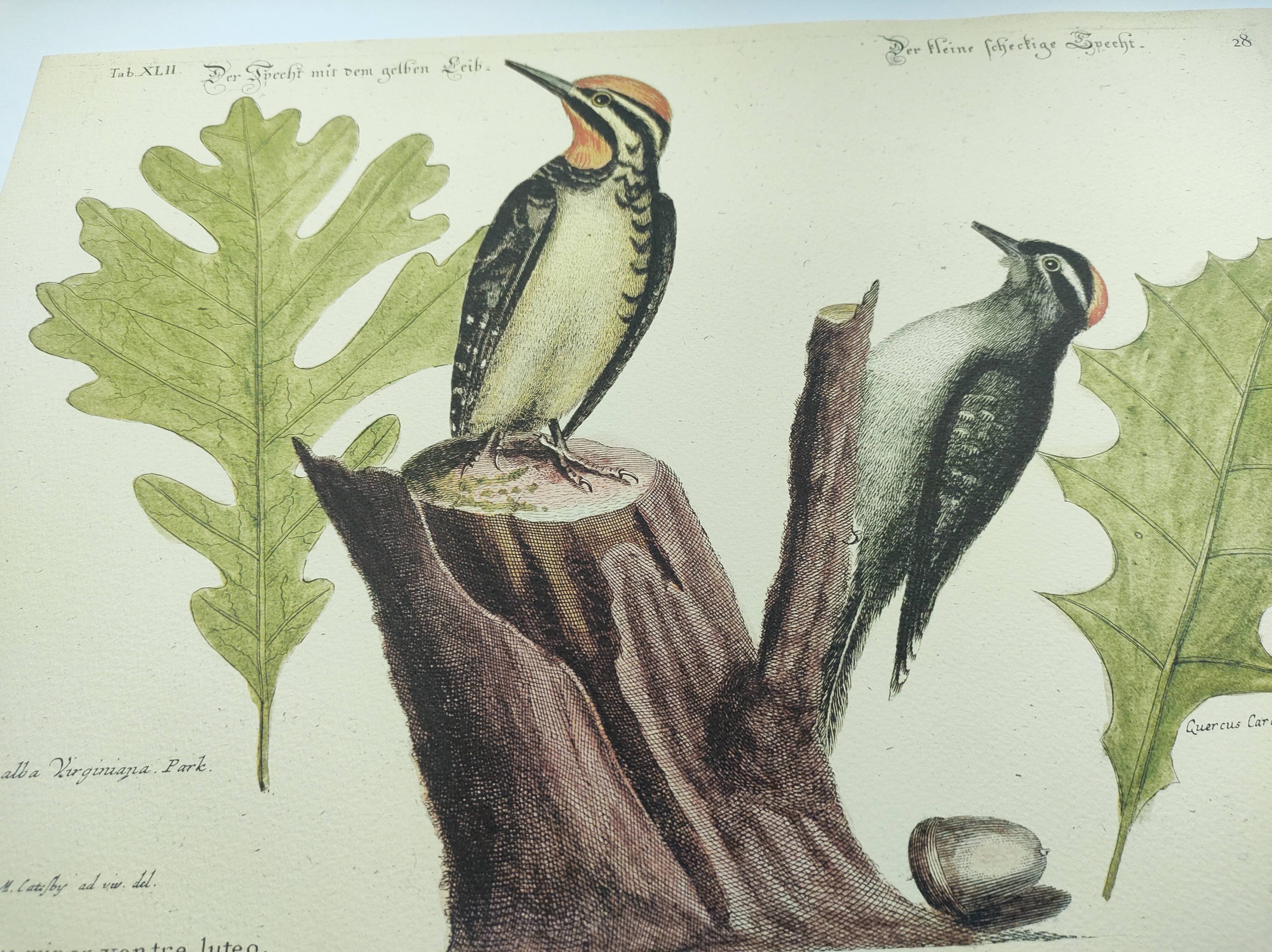 Old bird engraving - Woodpecker - Zoological plate by Seligmann & Catesby
