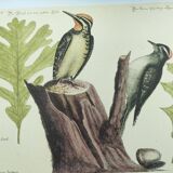 Gravure ancienne oiseau -Pivert- Planche zoologique de Seligmann & Catesby