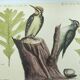 Old bird engraving - Woodpecker - Zoological plate by Seligmann & Catesby
