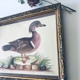 Ancient framed duck