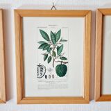 Lot de 5 cadres gravures botaniques ancienne