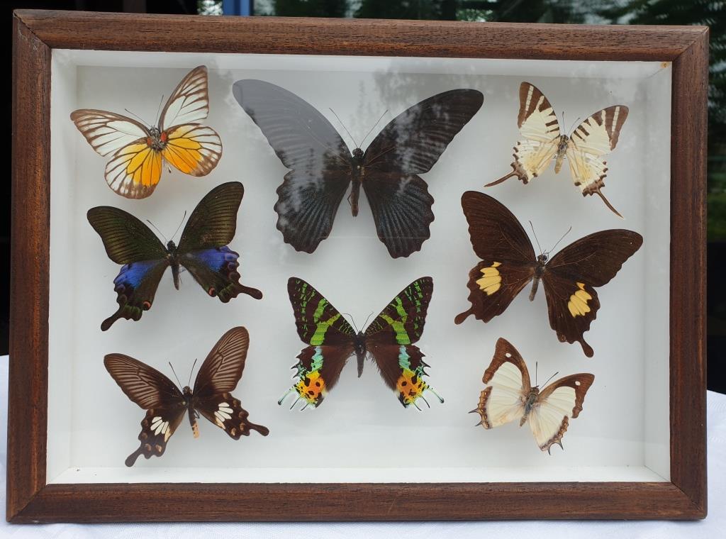 Showcase frame 8 butterflies of the world naturalized vintage 1970's
