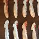 Series of 12 shell knife holders
