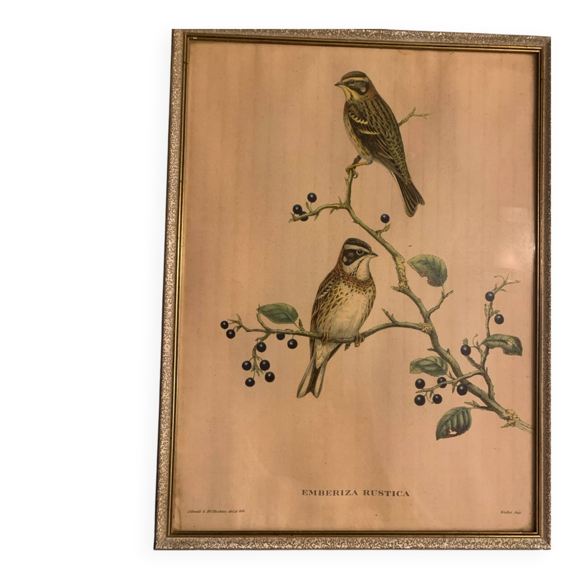 Lithograph J. Gould & HC Richter