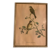 Lithograph J. Gould & HC Richter