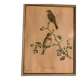 Lithograph J. Gould & HC Richter