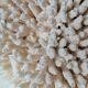 Corail authentique