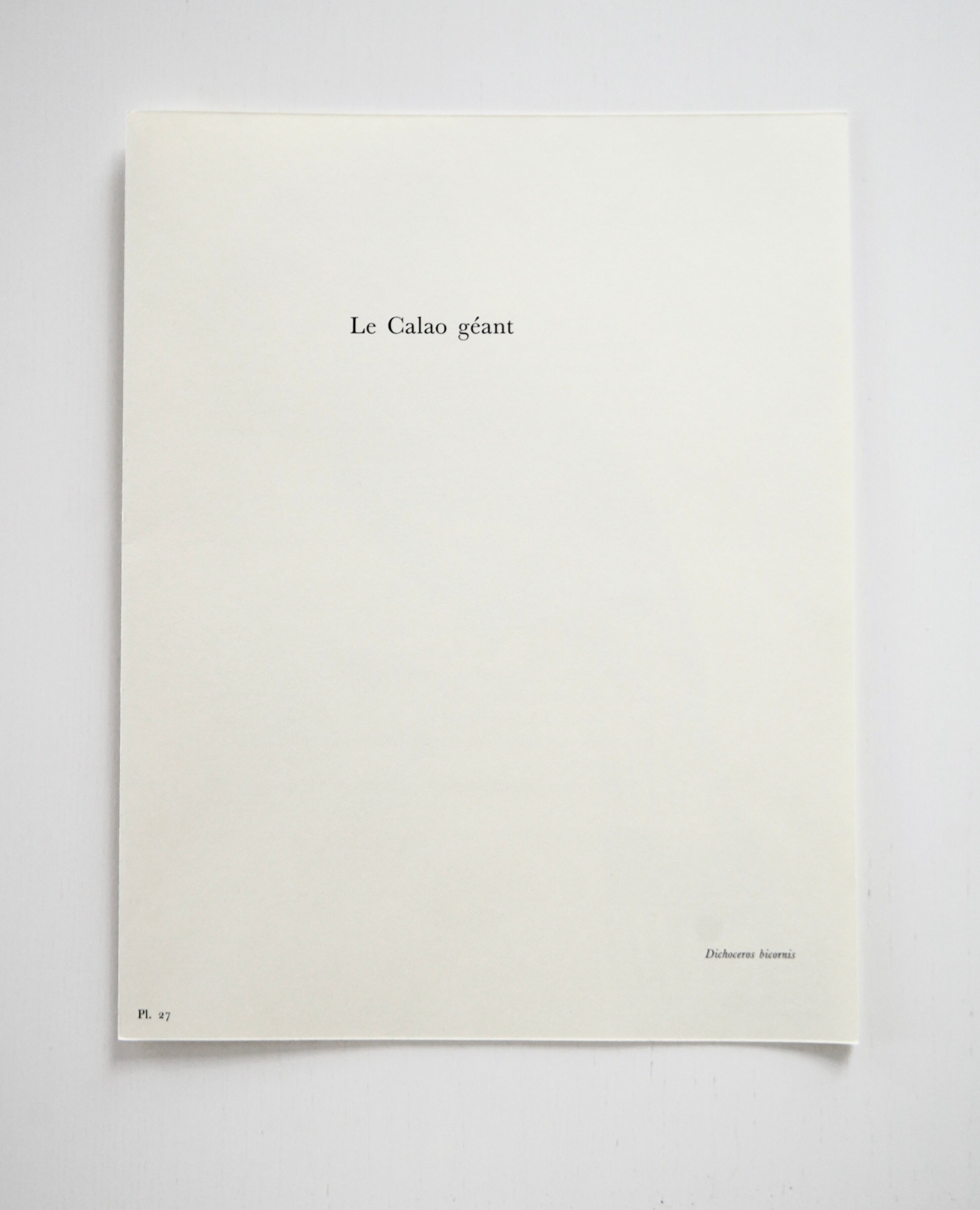 Ornithological board The Giant Calao