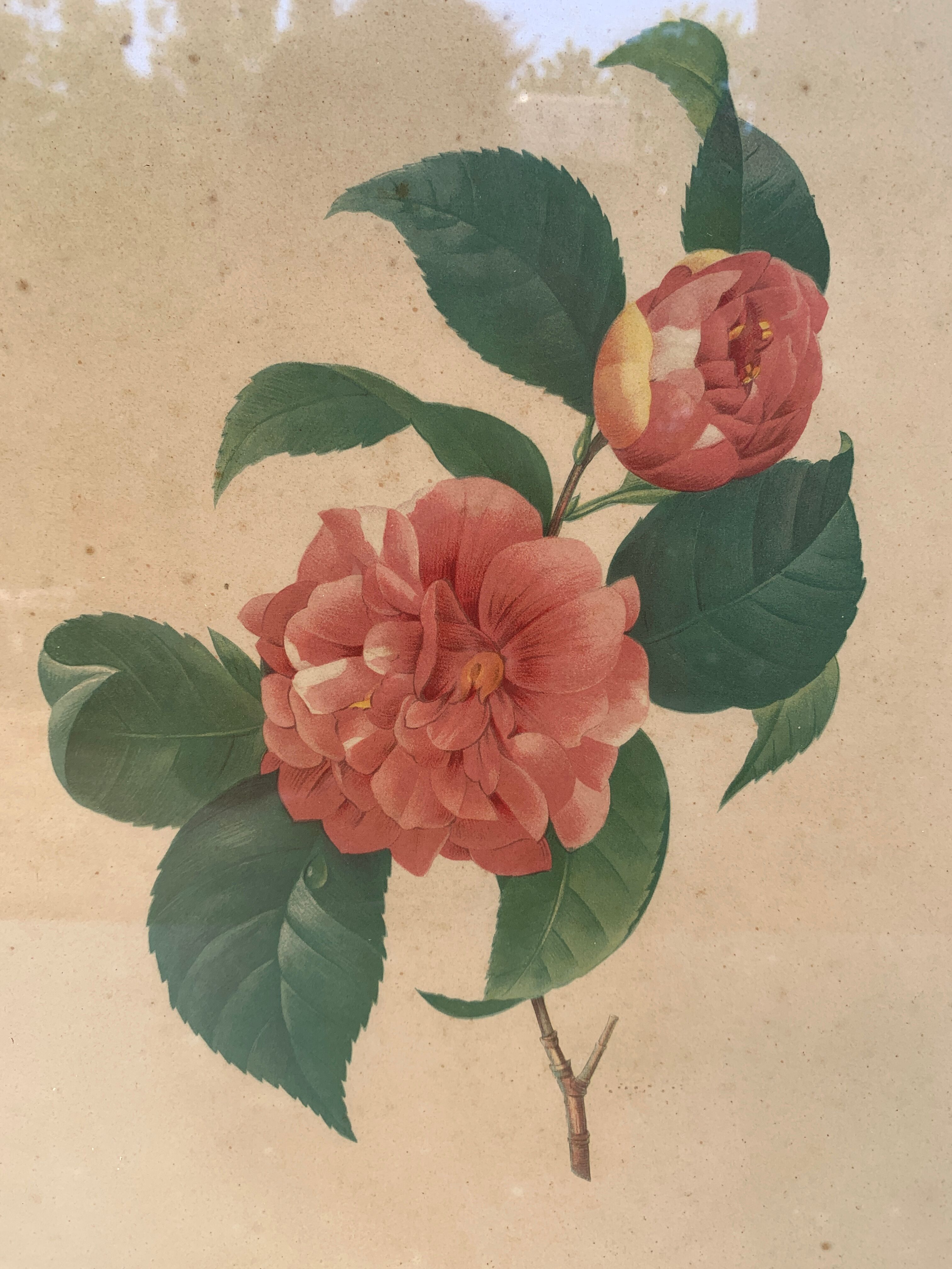 Table camellia mirror frame