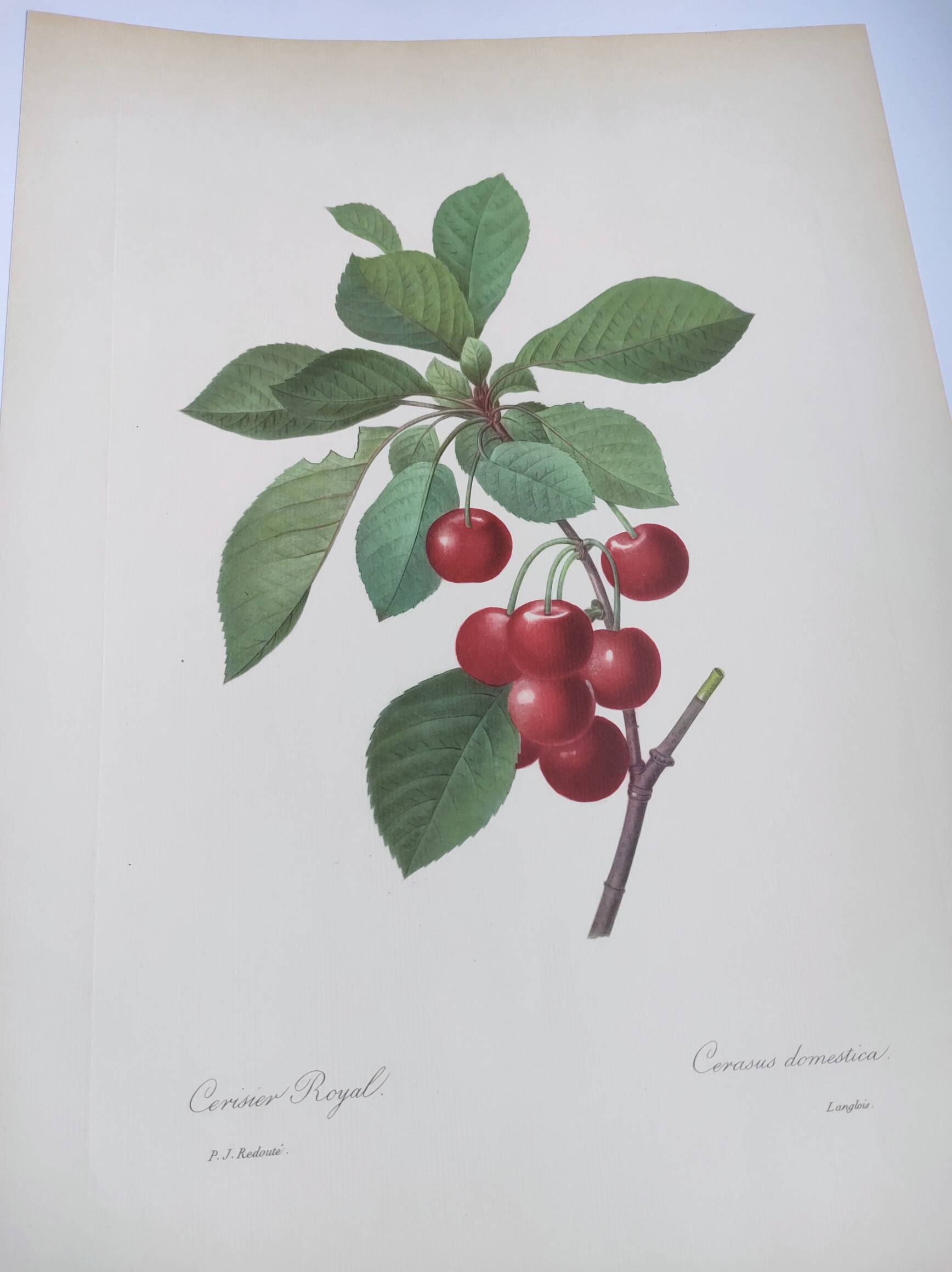 Antique fruit engraving -1955- Royal Cherry Tree- by PJ. Redouté. Vintage