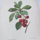 Antique fruit engraving -1955- Royal Cherry Tree- by PJ. Redouté. Vintage