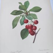 Gravure ancienne de fruits -1955- Cerisier Royal- par PJ. Redouté. Vintage