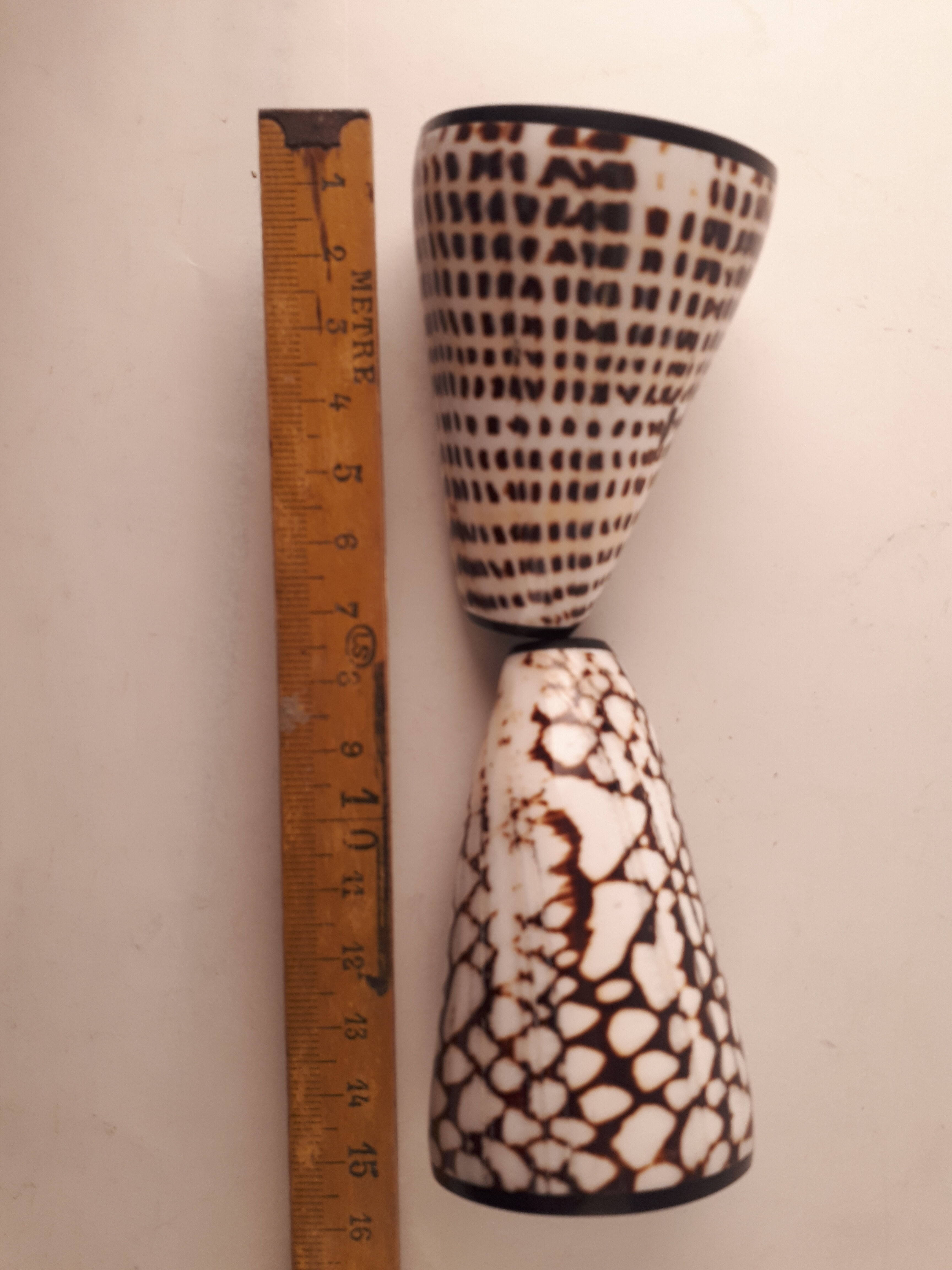 salt salt shaker sea shell real vintage nature curiosity