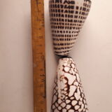 salt salt shaker sea shell real vintage nature curiosity