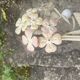 Porte-manteaux hortensias