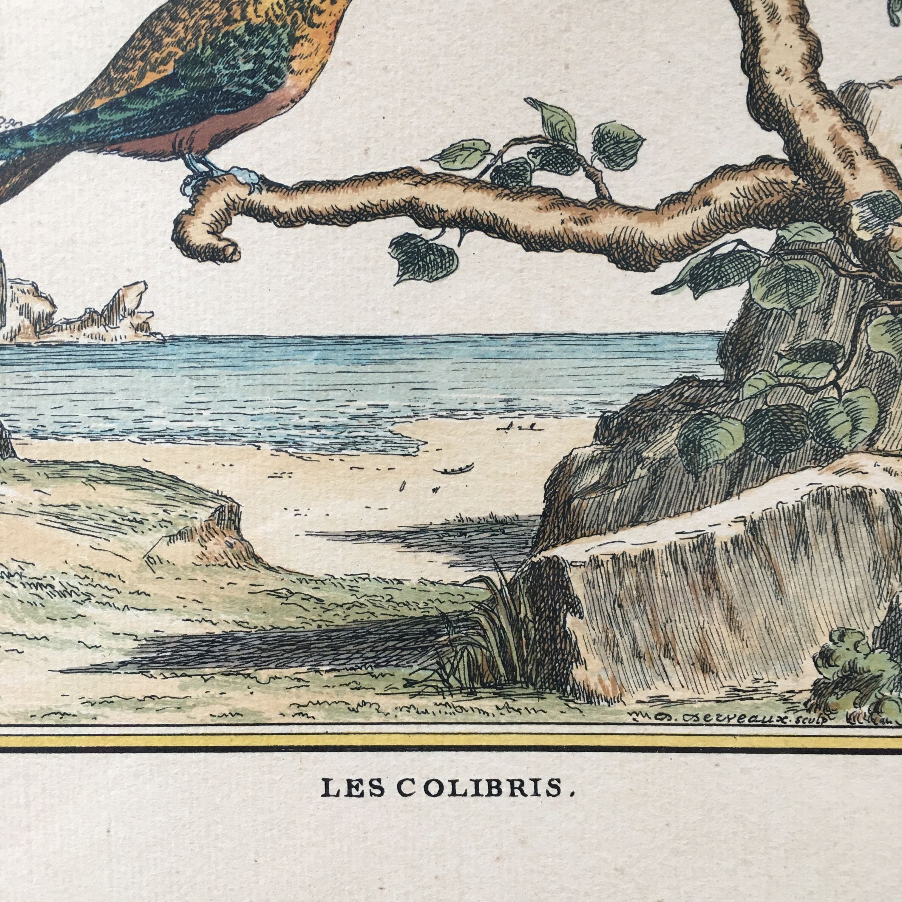 Illustration of hummingbirds.