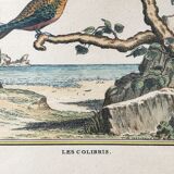 Illustration les colibris