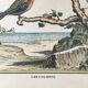 Illustration of hummingbirds.