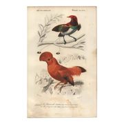 Antique engraving, 1849 - Manuscript and Rooster of the Rock by E. Travies