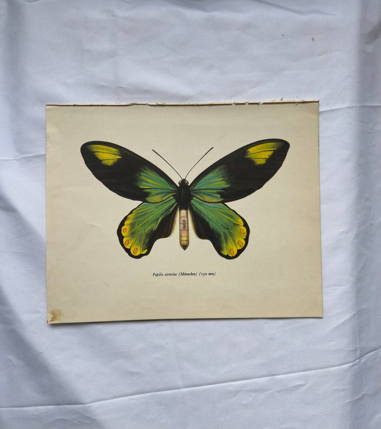 Botanical naturalist plate butterfly old engraving