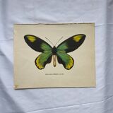 Botanical naturalist plate butterfly old engraving