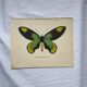 Botanical naturalist plate butterfly old engraving