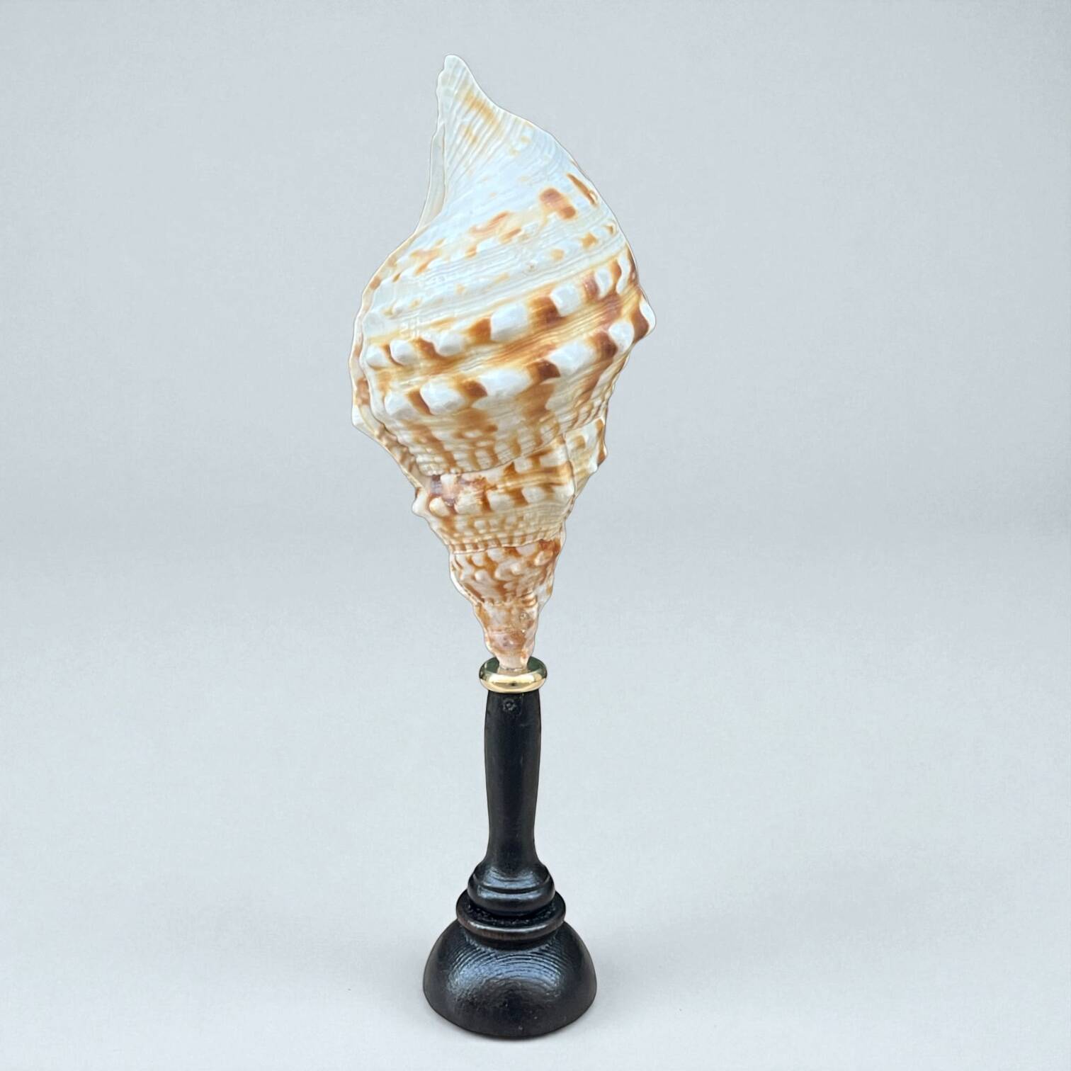 Cabinet of Curiosities: Triton Shell on a wooden base, late 19th century