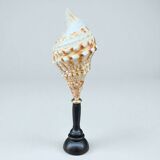 Cabinet of Curiosities: Triton Shell on a wooden base, late 19th century