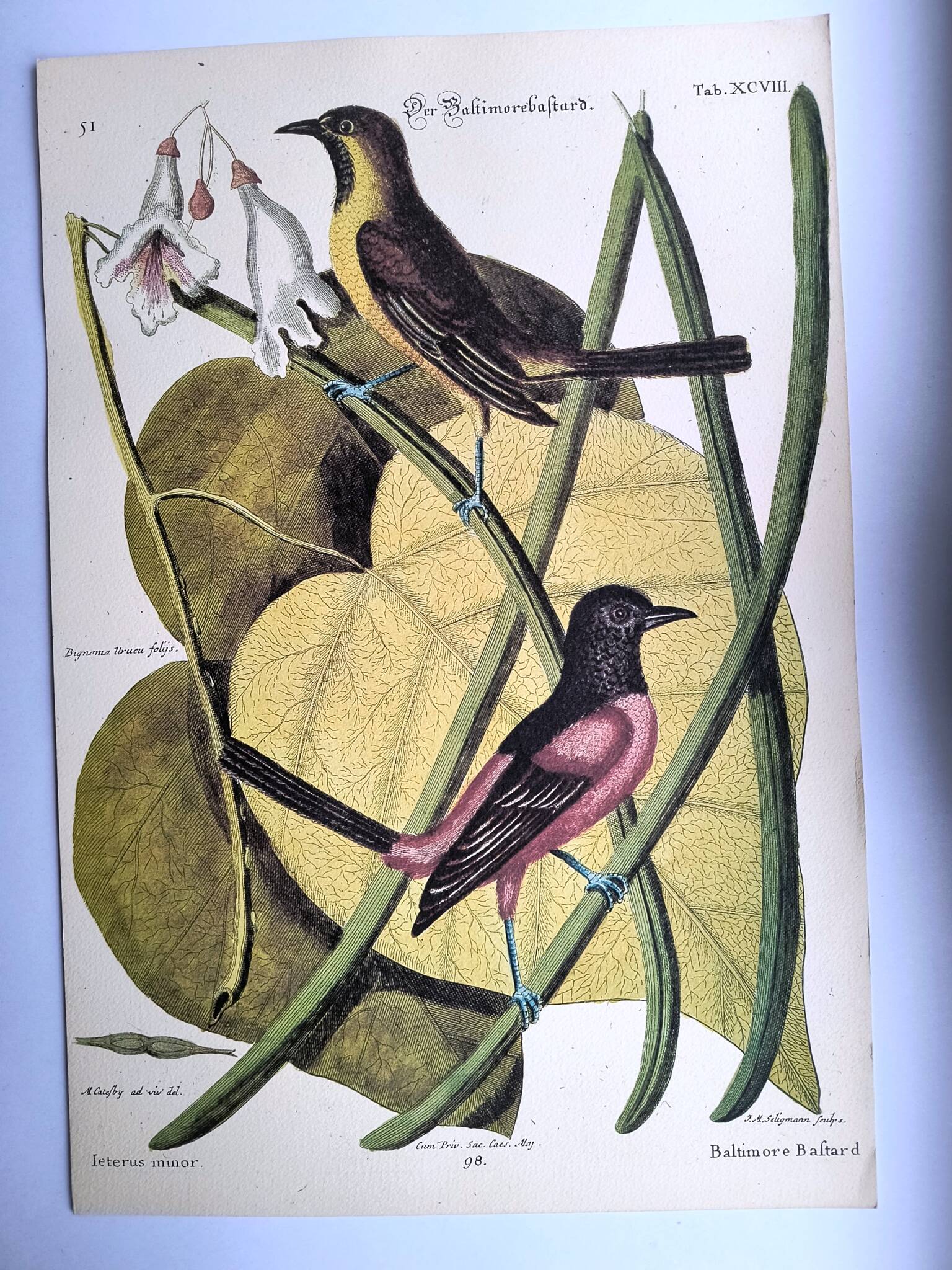 Antique bird engraving - Baltimore Bastard - Natural Seligmann plate