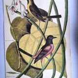 Antique bird engraving - Baltimore Bastard - Natural Seligmann plate