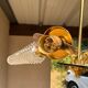 50' brass and glass chandelier
